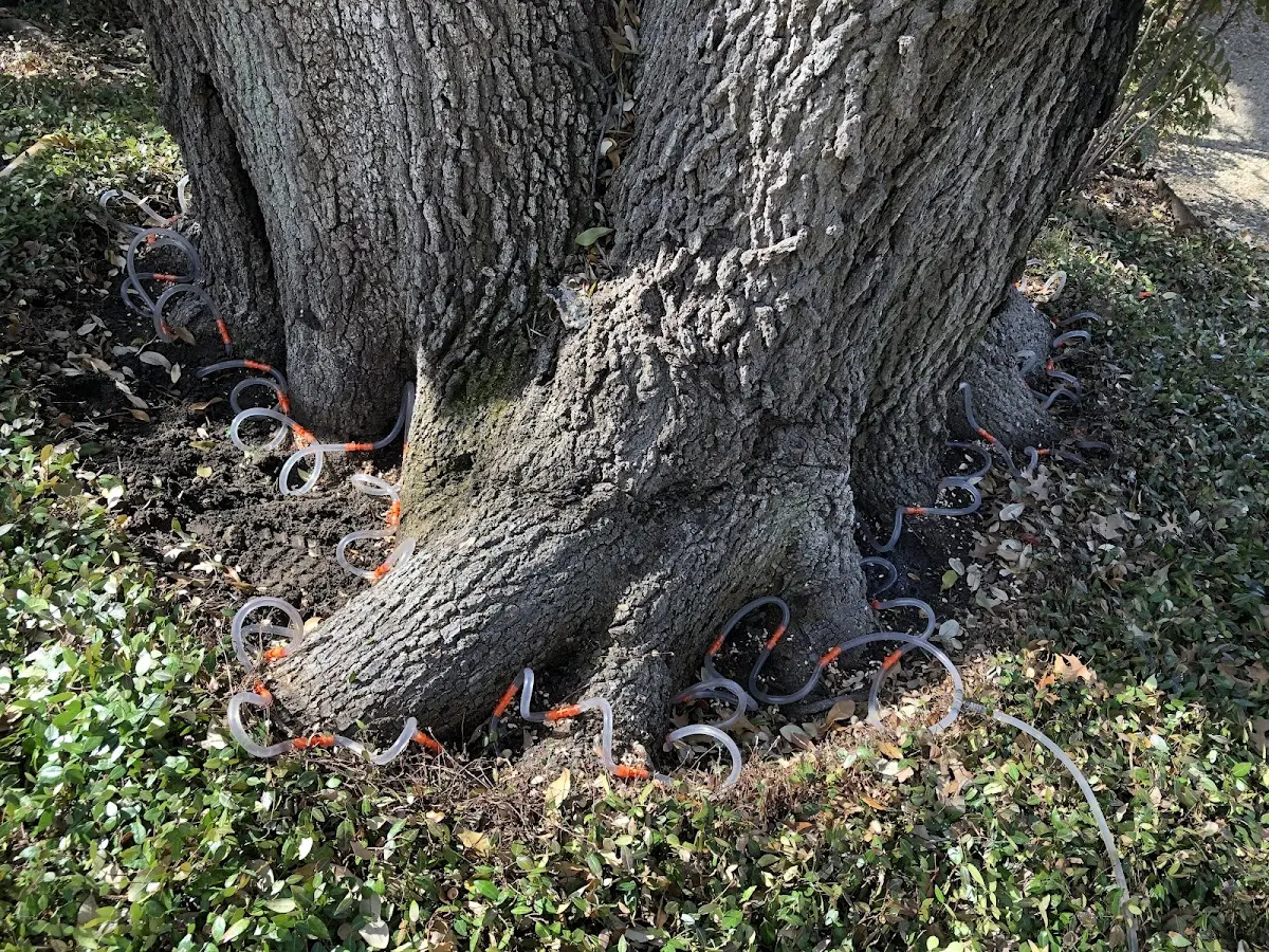 Detailed Tree Cabling and Bracing job site in San Gregorio